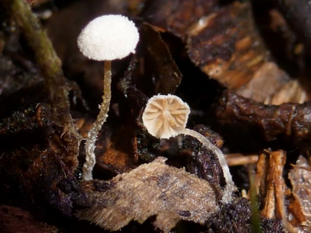 Flammulaster fusisporus, Spindelsporiger Flockenschüppling